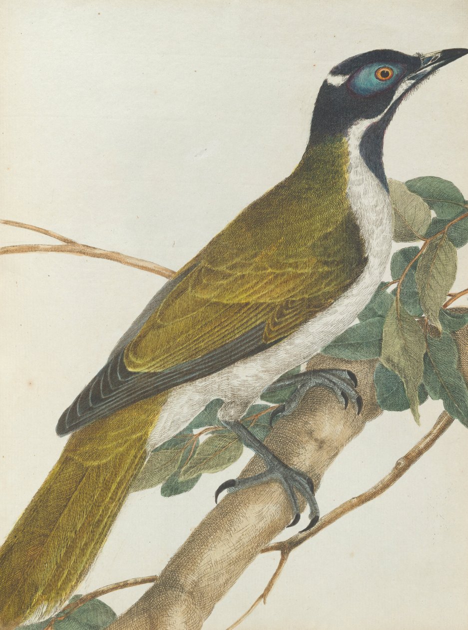 Blue face honeysucker.Lewin, John. Birds of New South Wales with their natural history. Sydney- G. H... av John William Lewin