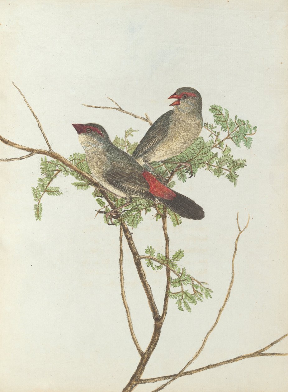 Common grossbeak.Lewin, John. Birds of New South Wales with their natural history. Sydney- G. Howe, ... av John William Lewin