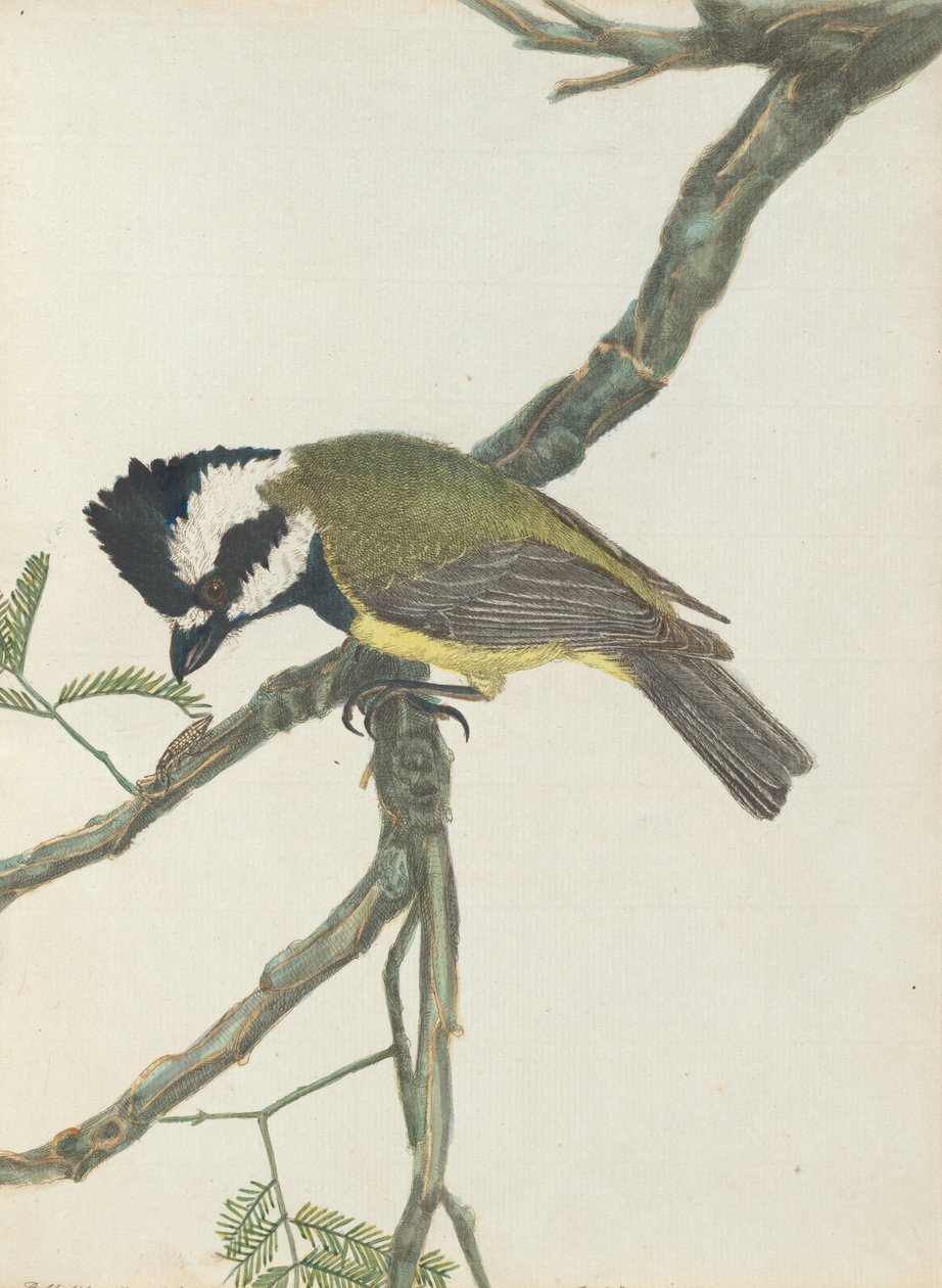 Crested shrike.Lewin, John. Birds of New South Wales with their natural history. Sydney- G. Howe, 18... av John William Lewin