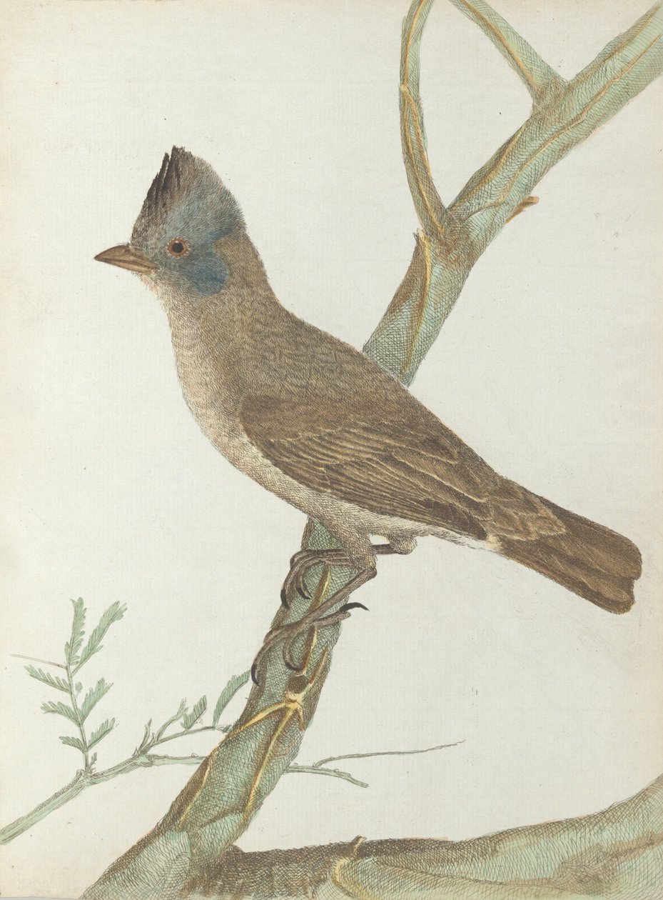 Crested thrush.Lewin, John. Birds of New South Wales with their natural history. Sydney- G. Howe, 18... av John William Lewin
