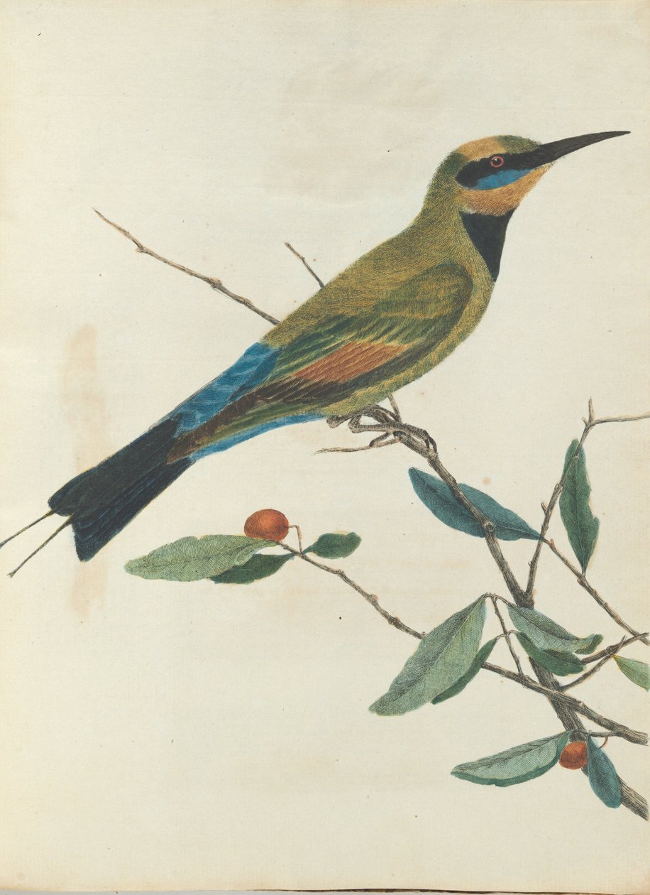 Mountain bee eater.Lewin, John. Birds of New South Wales with their natural history. Sydney- G. Howe... av John William Lewin