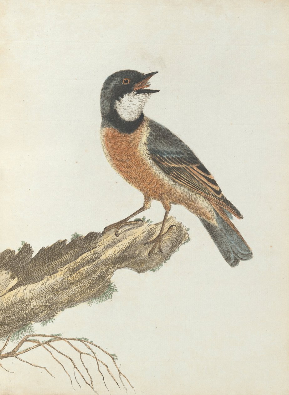 Orange breast thrush.Lewin, John. Birds of New South Wales with their natural history. Sydney- G. Ho... av John William Lewin