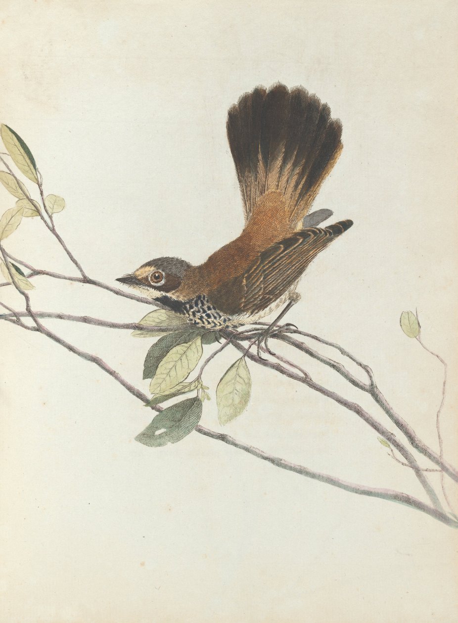 Orange rumpt flycatcher.Lewin, John. Birds of New South Wales with their natural history. Sydney- G.... av John William Lewin
