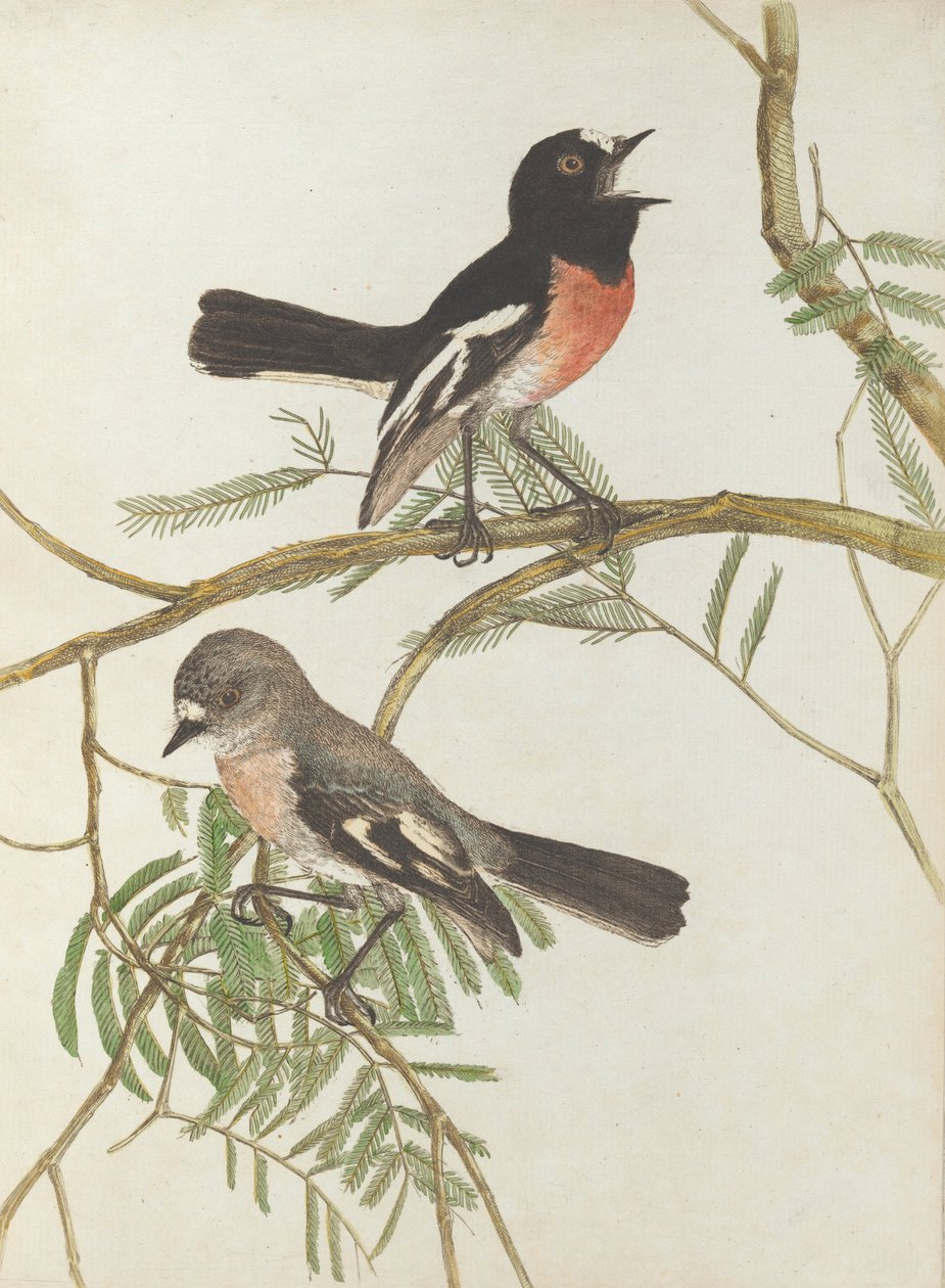 Red breast warbler.Lewin, John. Birds of New South Wales with their natural history. Sydney- G. Howe... av John William Lewin