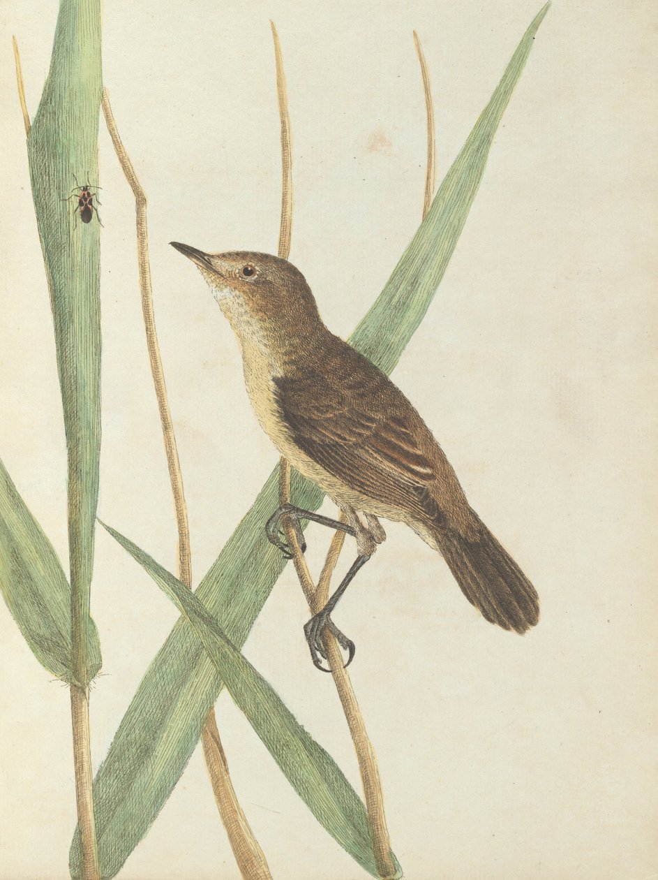 Reed warbler.Lewin, John. Birds of New South Wales with their natural history. Sydney- G. Howe, 1813 av John William Lewin