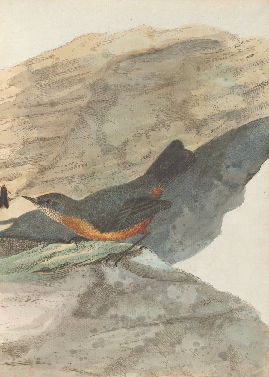 Rock warbler.Lewin, John. Birds of New South Wales with their natural history. Sydney- G. Howe, 1813 av John William Lewin