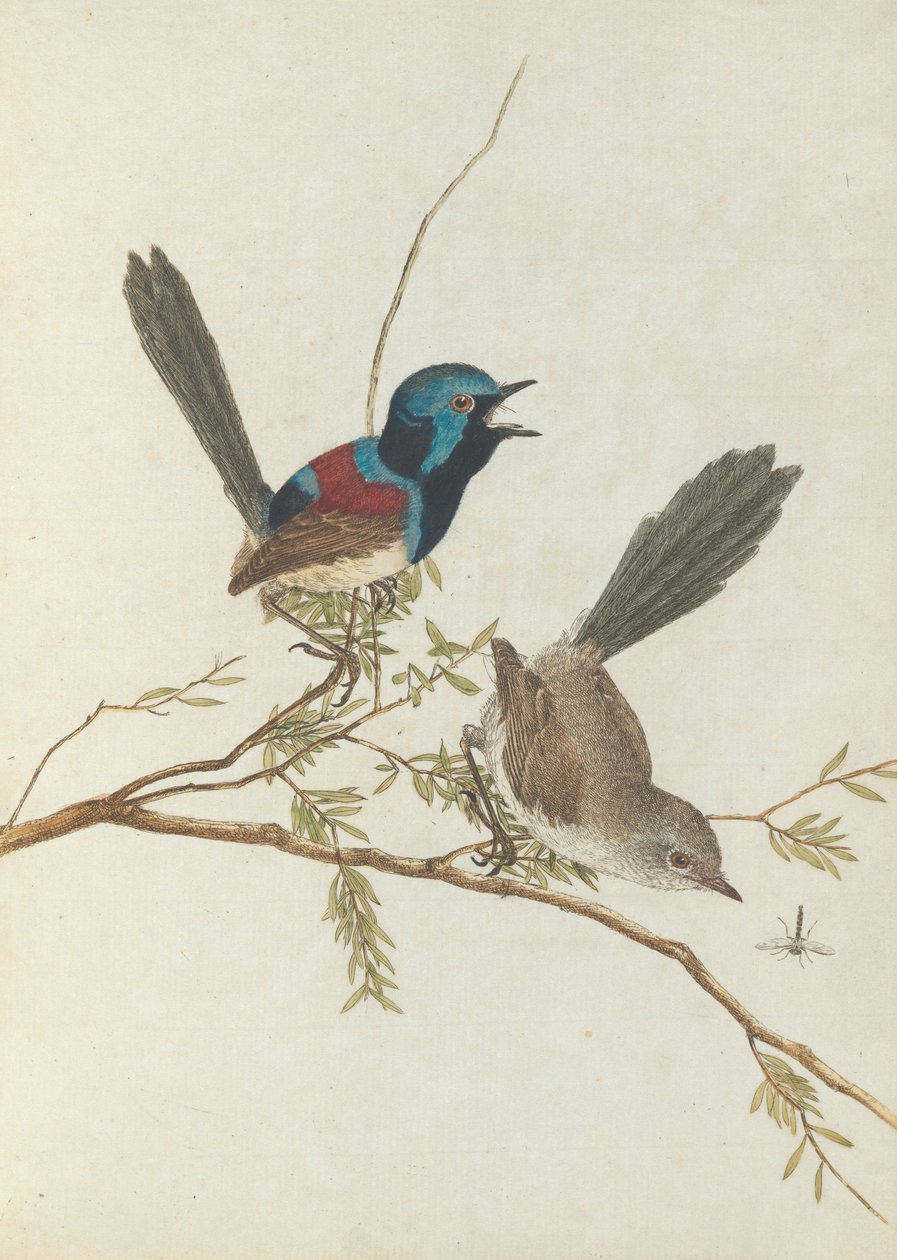 Variegated warbler.Lewin, John. Birds of New South Wales with their natural history. Sydney- G. Howe... av John William Lewin