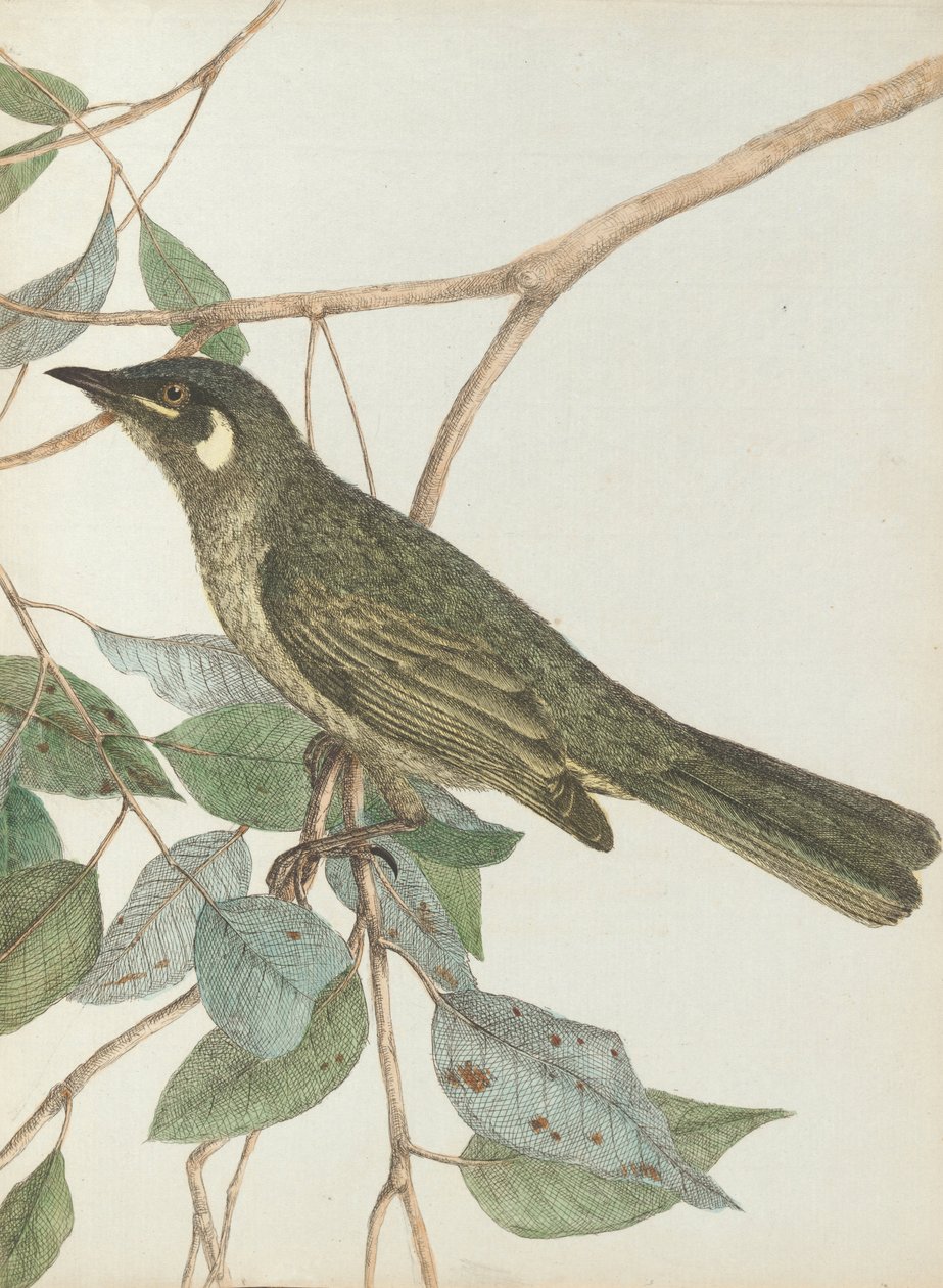 Yellow ear honeysucker.Lewin, John. Birds of New South Wales with their natural history. Sydney- G. ... av John William Lewin
