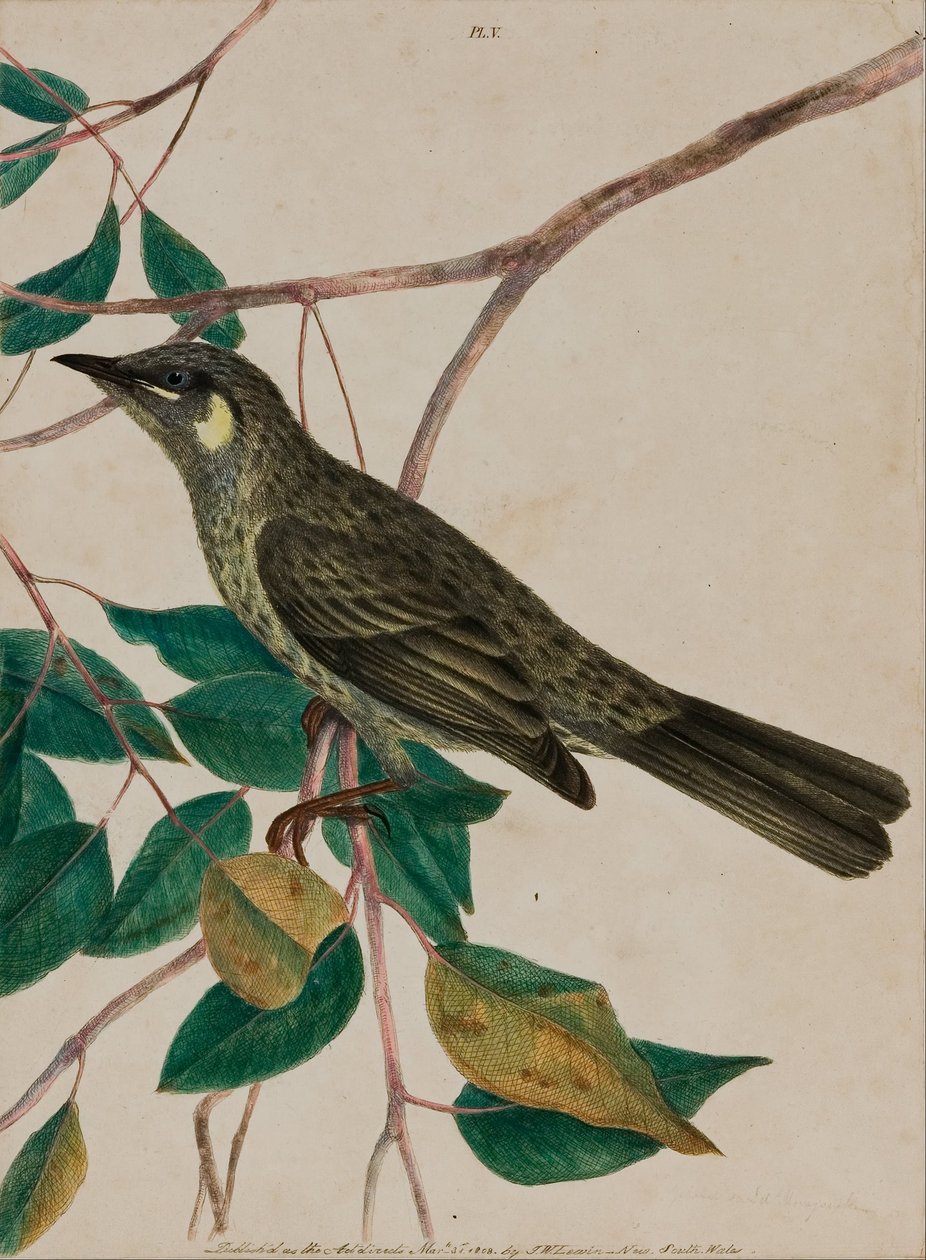 Gulörad kaprifol (Meliphaga chrysotis) av John William Lewin
