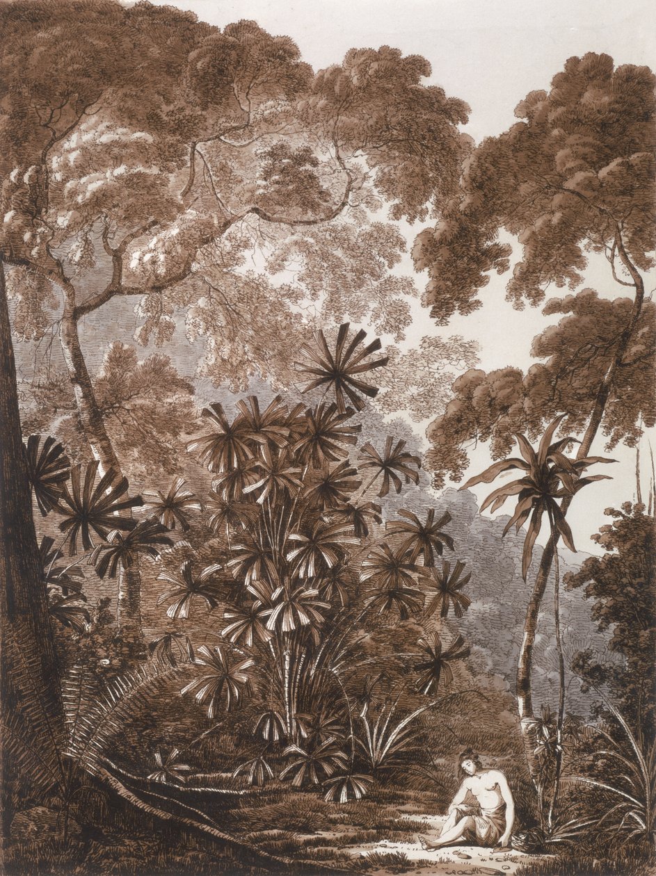 The Fan Palm på ön Krakatoa, från "Views in the South Seas", pub. 1788 av John Webber