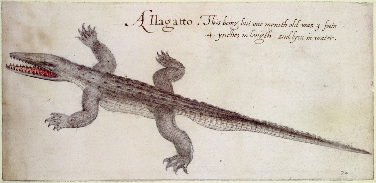 Alligator (penna och bläck och wc på papper) av John White