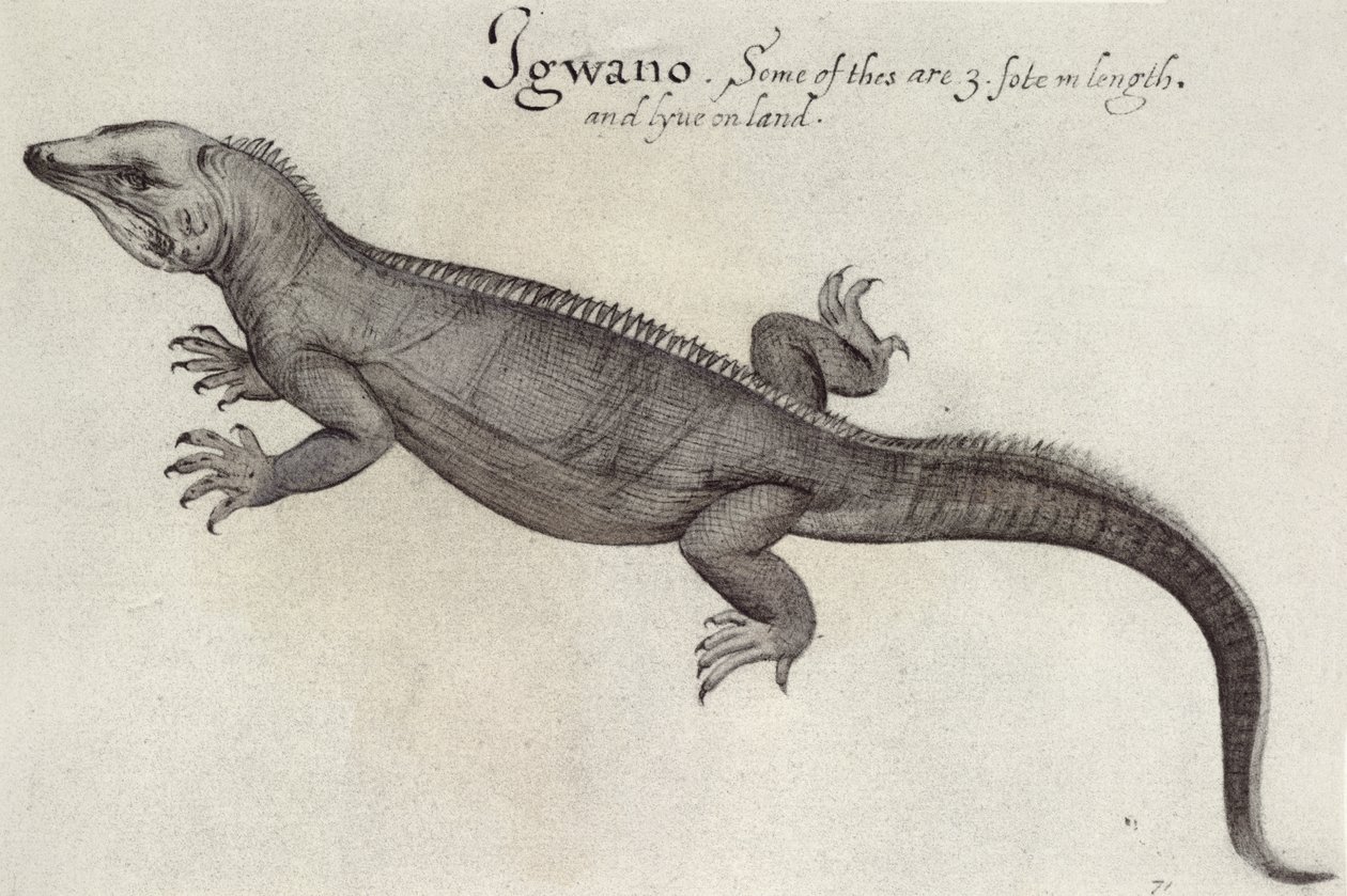 Leguan av John White