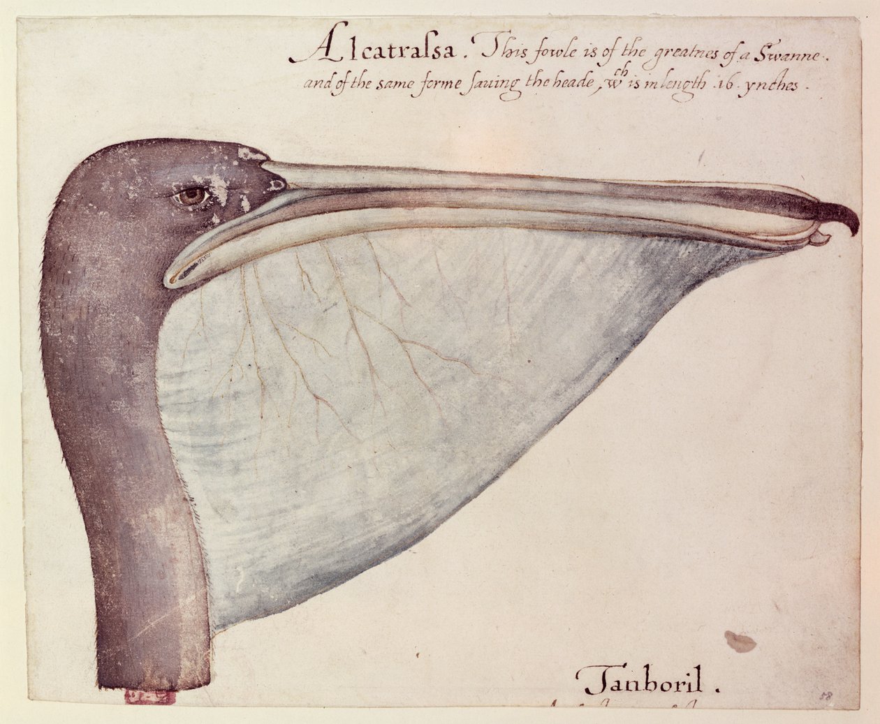 Pelican, ca. 1590 swed av John White