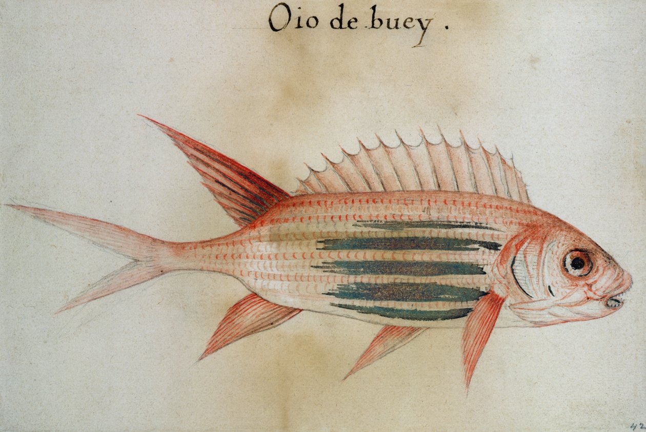 Ekorrfisk eller Soldatfisk av John White