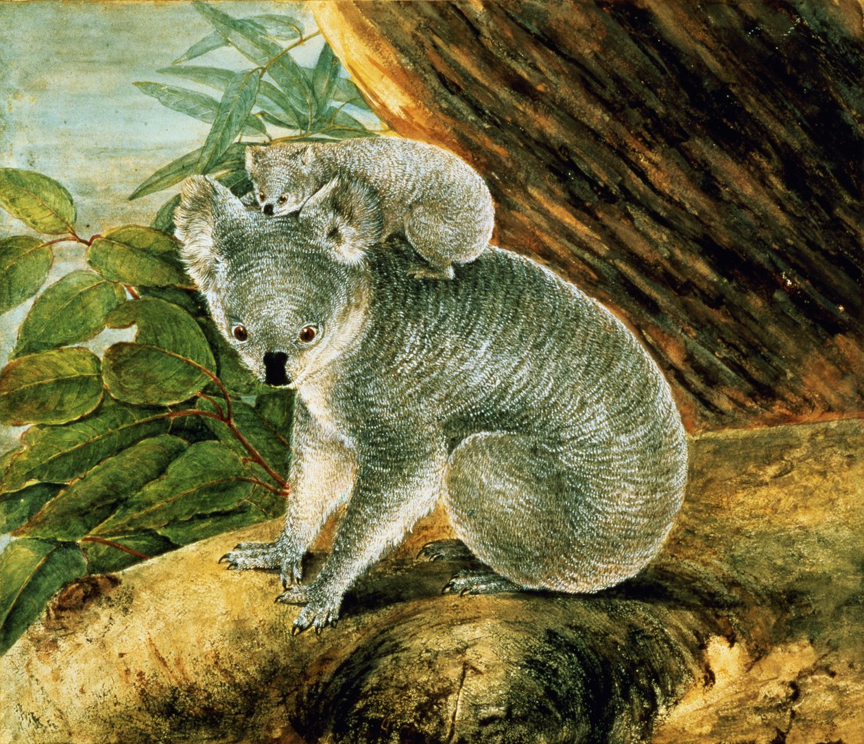 Koala och unga, 1803 av John William Lewin