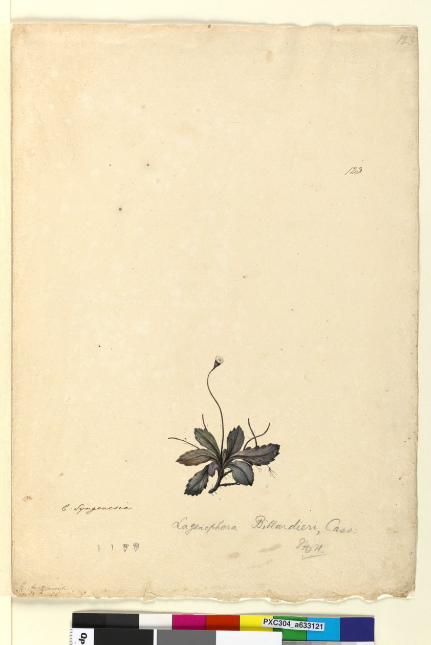 Sidan 123. Lagenophora billardieriLagenophora gracilis, ca 1803-06 (wc, penna, bläck och penna) av John William Lewin