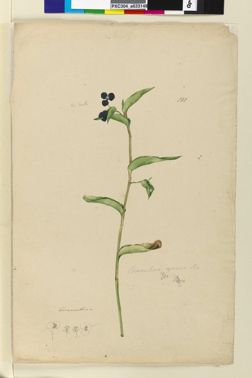 Sidan 151. Commelina cyanae, ca 1803-06 (wc, penna, bläck och blyertspenna) av John William Lewin