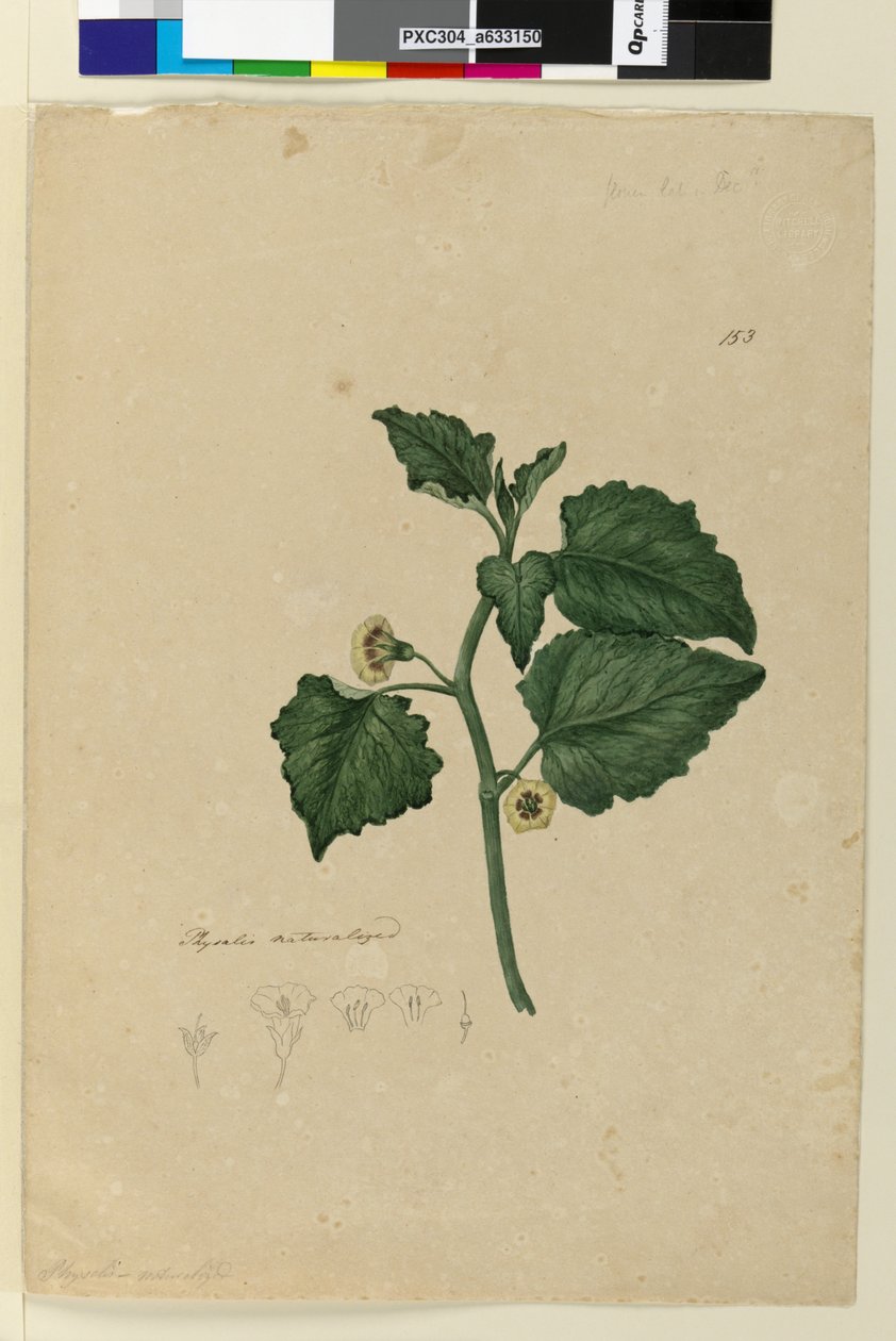 Sidan 153. Physalis naturaliserad, ca 1803-06 (wc, penna, bläck och blyerts) av John William Lewin