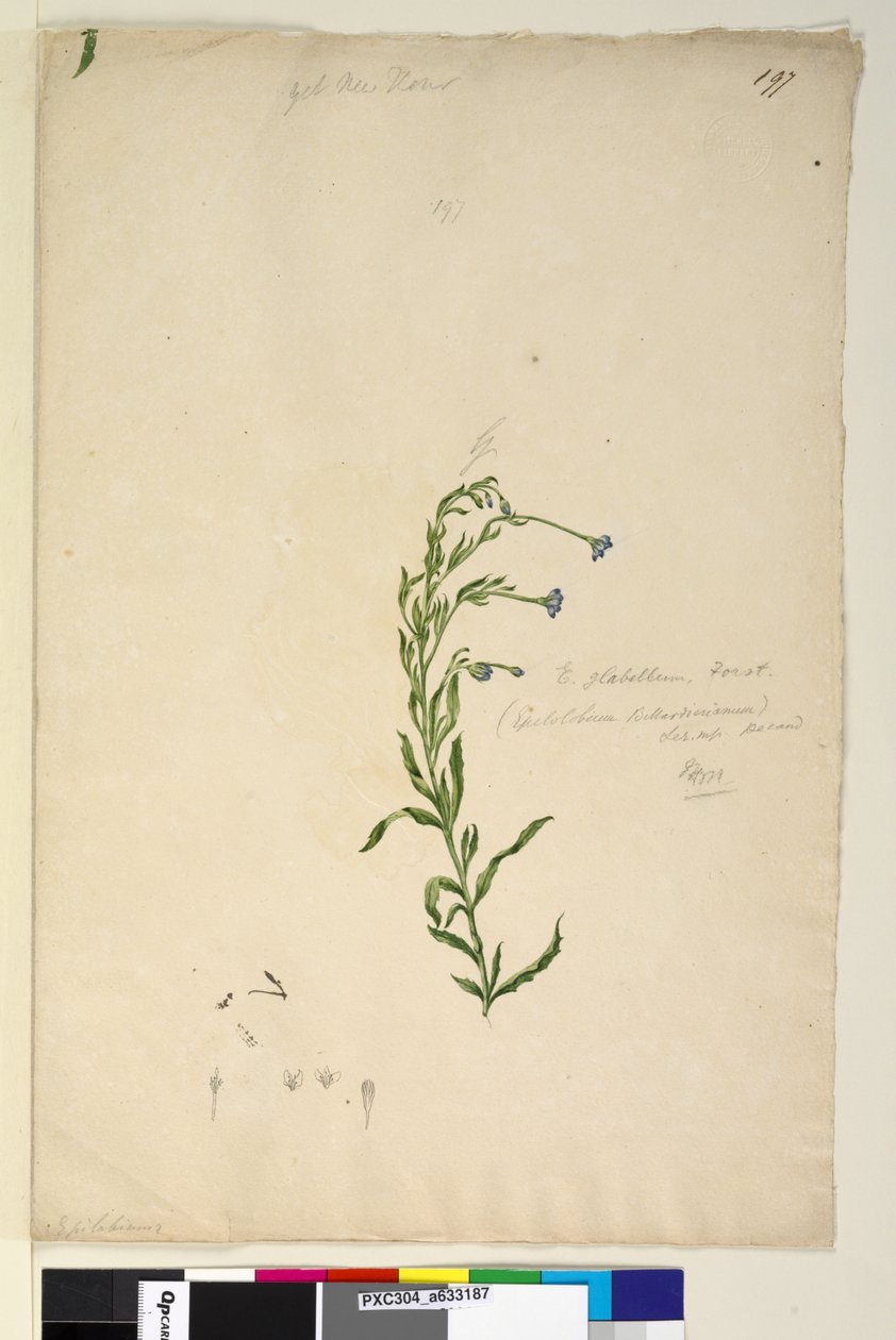 Sidan 197. Epilobium glabellum, ca 1803-06 (wc, penna, bläck och blyertspenna) av John William Lewin