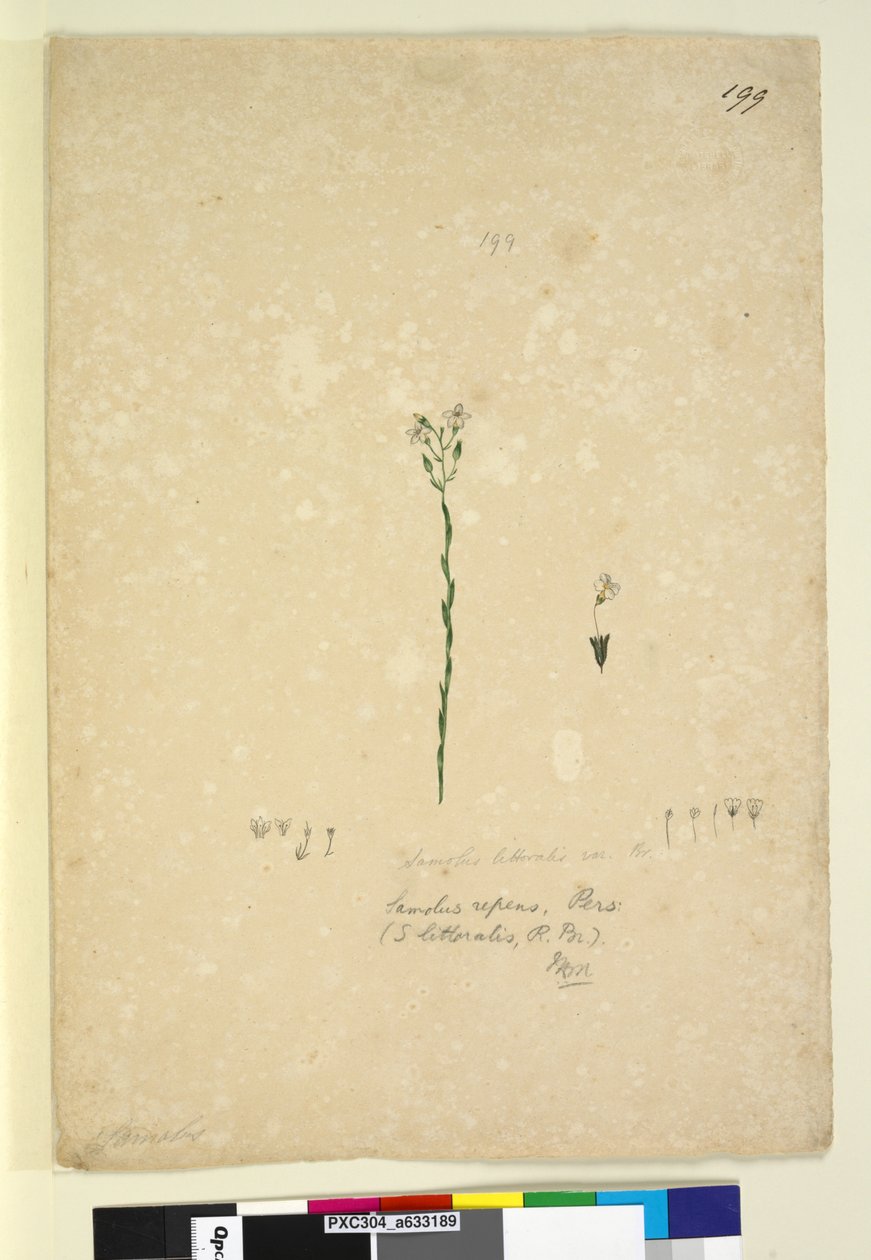 Sidan 199. Samolus repens, ca 1803-06 (wc, penna, bläck och blyertspenna) av John William Lewin