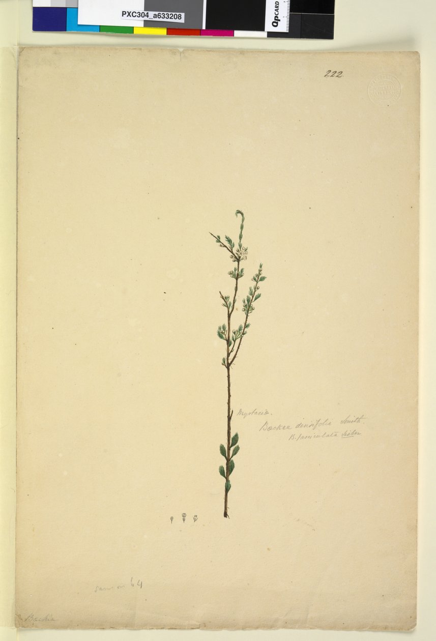Sidan 222. Baeckea densifolia, ca 1803-06 (wc, penna, bläck och blyertspenna) av John William Lewin