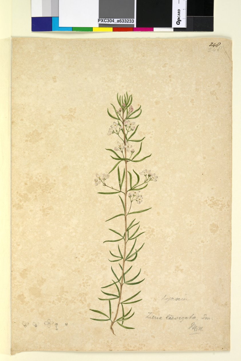 Sidan 248. Zieria laevigata, ca 1803-06 (wc, penna, bläck och blyertspenna) av John William Lewin