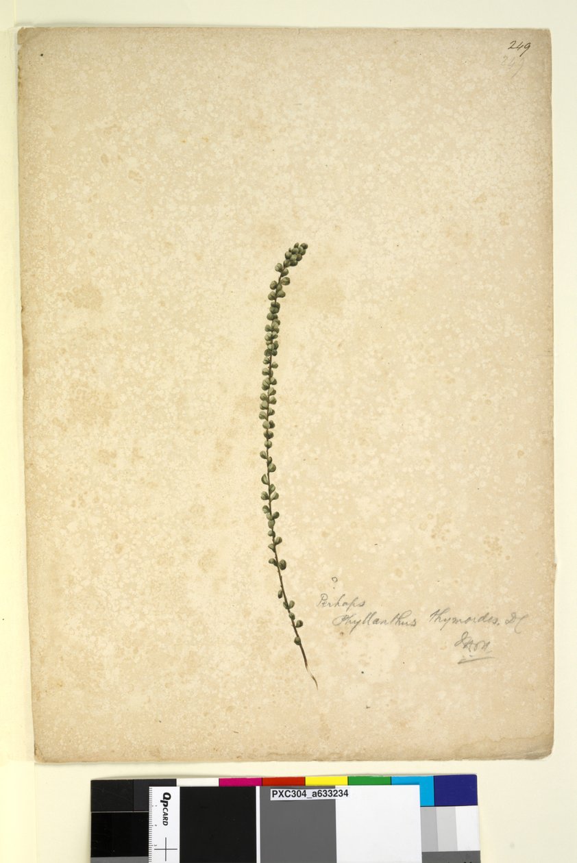Sidan 249. Kanske Phyllanthus thymoides, ca 1803-06 (wc, penna, bläck och blyertspenna) av John William Lewin