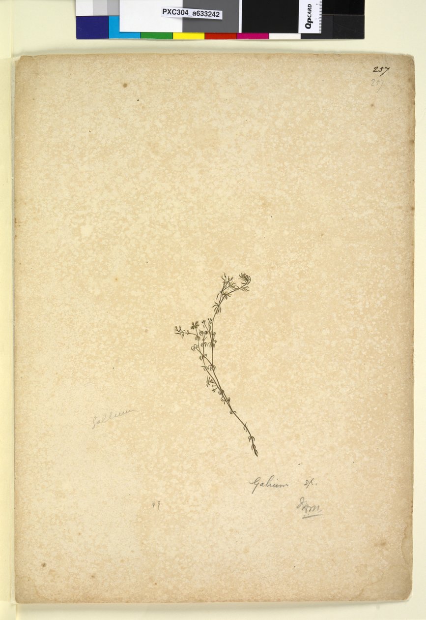 Sidan 257. Galium sp., ca 1803-06 (wc, penna, bläck och blyertspenna) av John William Lewin