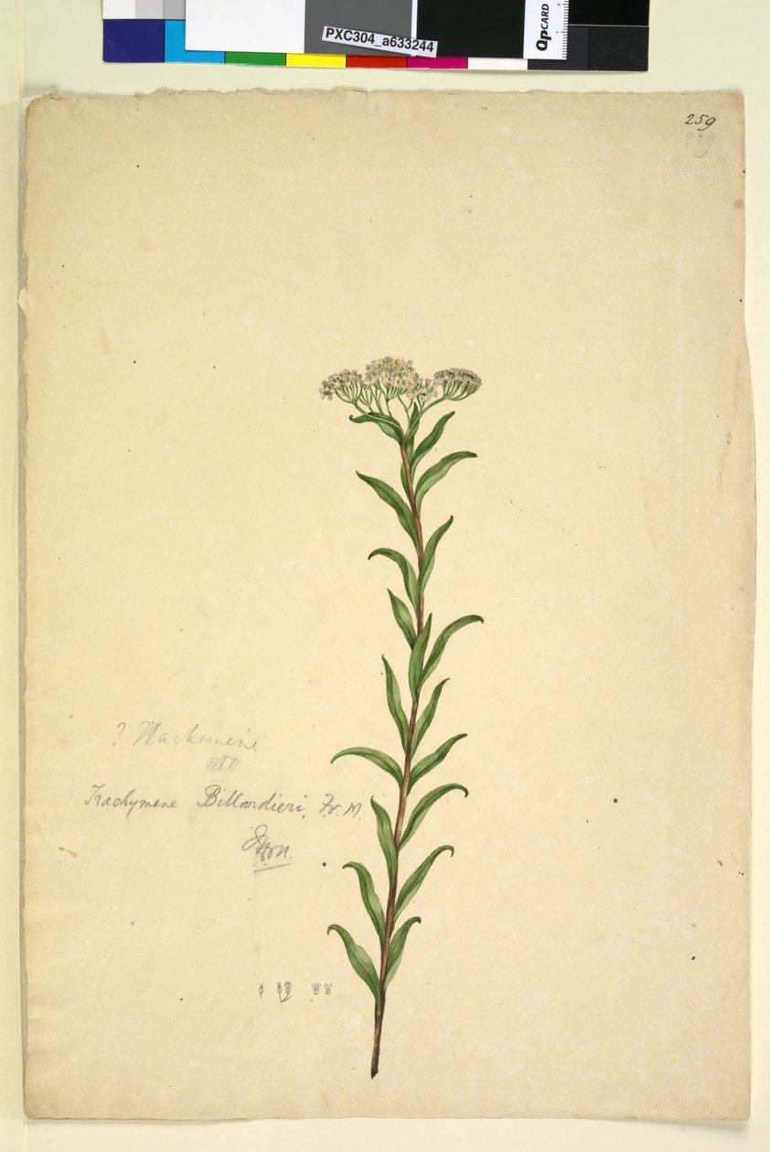 Sidan 259. Trachymene, ca 1803-06 (wc, penna, bläck och blyertspenna) av John William Lewin