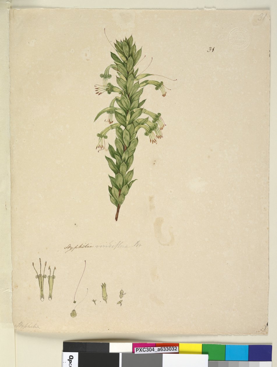 Sidan 31. Styphelia viridiflora, ca 1803-06 (wc, penna, bläck och blyertspenna) av John William Lewin