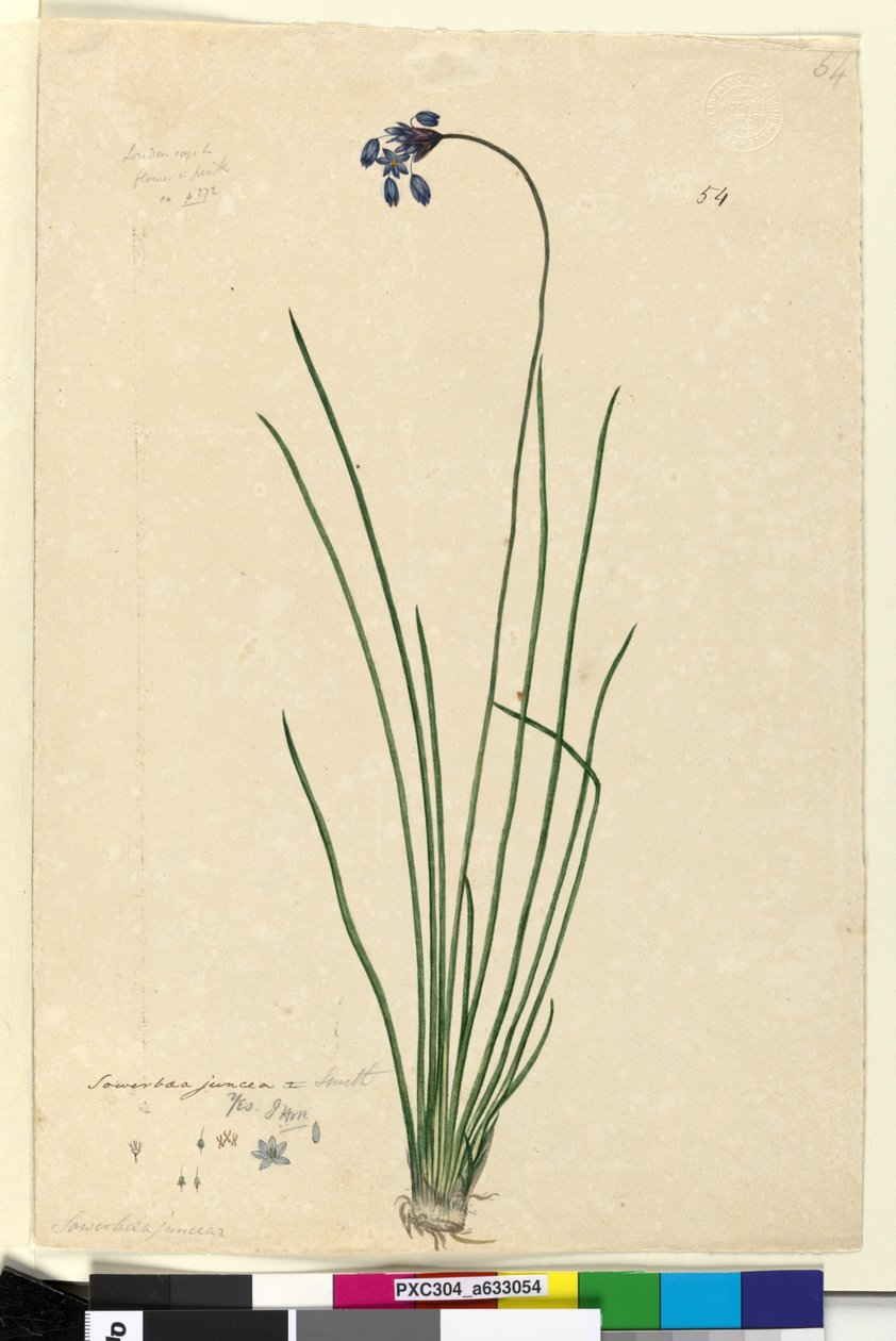 Sidan 54. Sowerbaea juncea, ca 1803-06 (wc, penna, bläck och blyerts) av John William Lewin