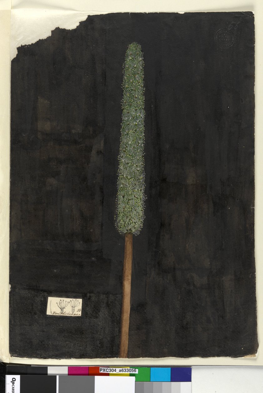 Sidan 56. Xanthorrhoea, ca 1803-06 (wc, penna, bläck och blyertspenna) av John William Lewin