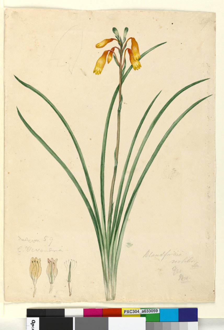 Sidan 59. Blandfordia nobilis, ca 1803-06 (wc, penna, bläck och blyertspenna) av John William Lewin