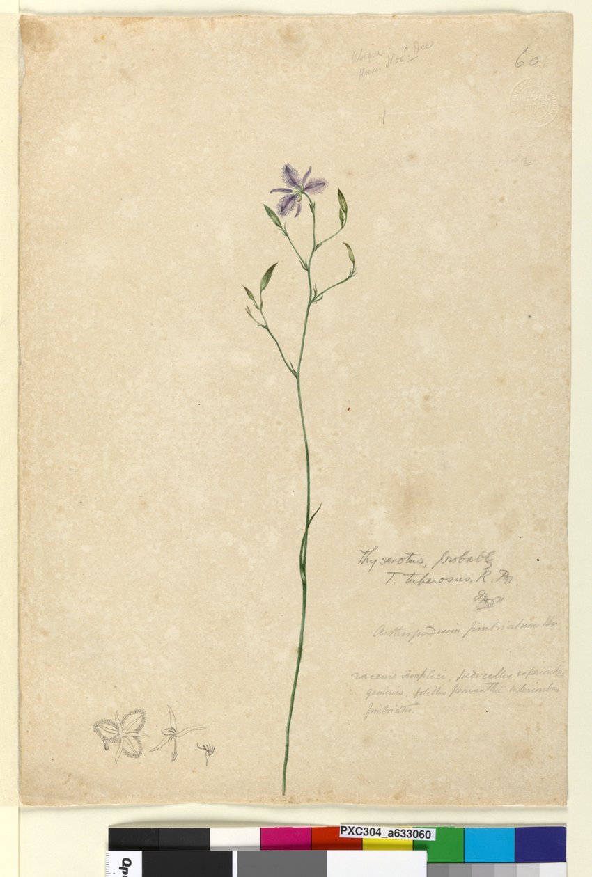 Sidan 60. Thysanotus tuberosus, ca 1803-06 (wc, penna, bläck och blyertspenna) av John William Lewin