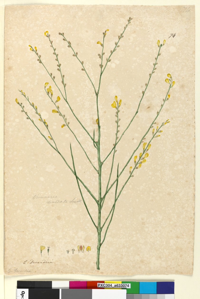 Sidan 74. Viminaria denudata, ca 1803-06 (wc, penna, bläck och blyertspenna) av John William Lewin