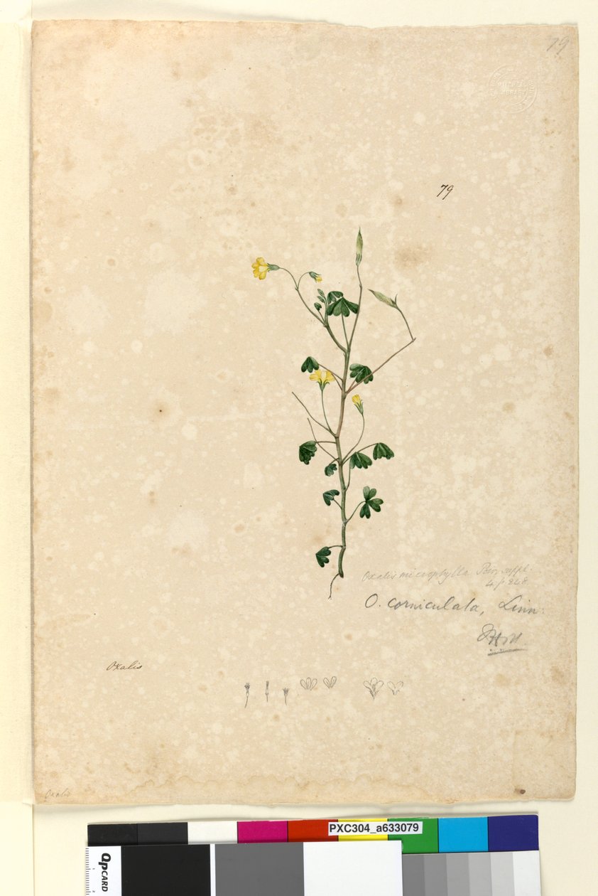 Sidan 79. Oxalis corniculata, ca 1803-06 (wc, penna, bläck och blyertspenna) av John William Lewin