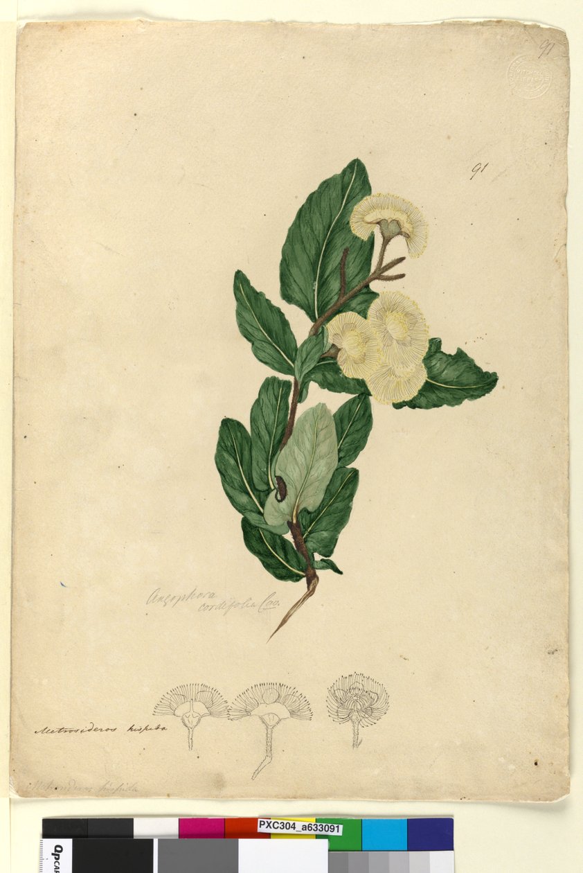 Sidan 91. Angophora cordifolia, ca 1803-06 (wc, penna, bläck och blyertspenna) av John William Lewin