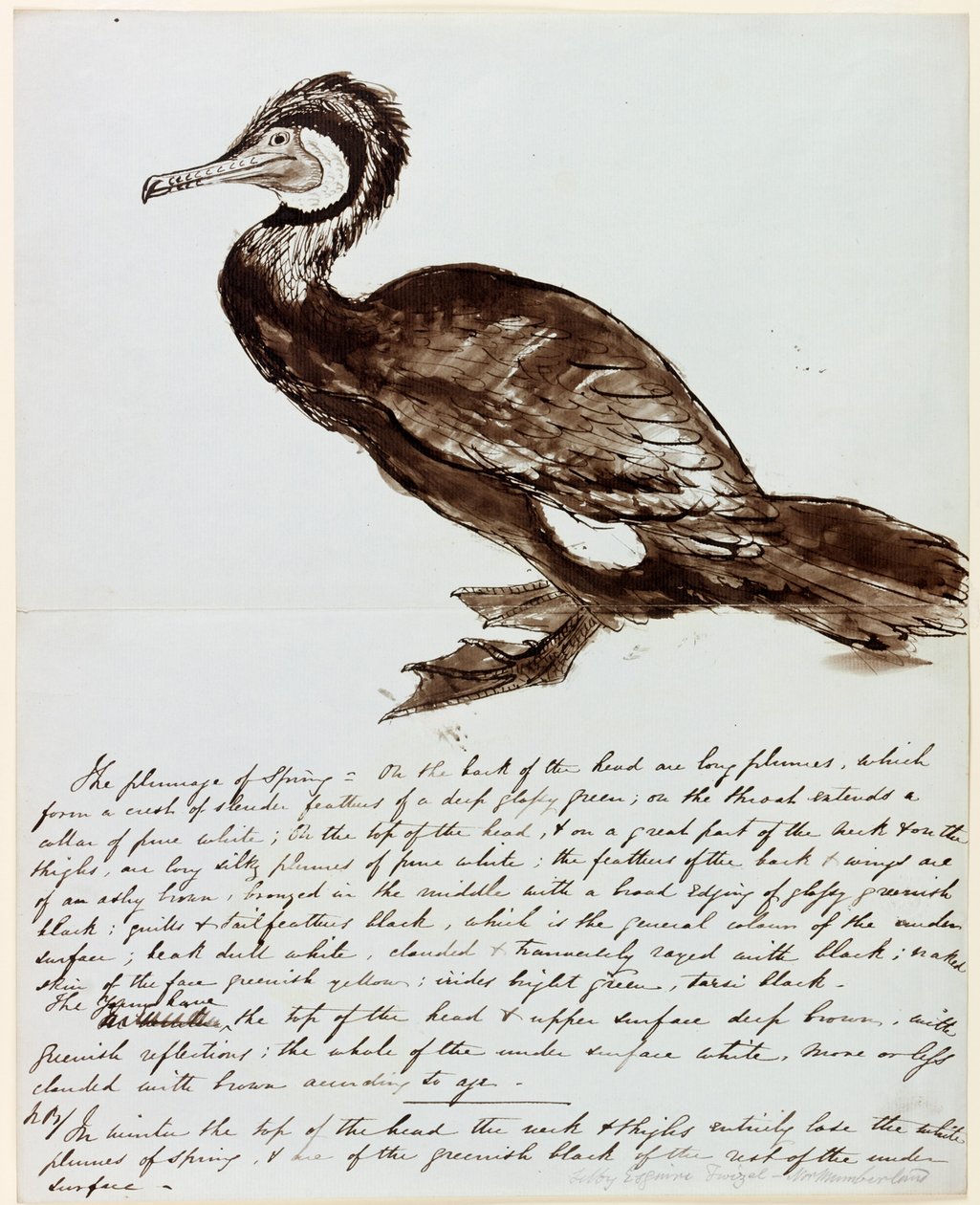 Skarv (bläck på papper) av John Wilson Carmichael