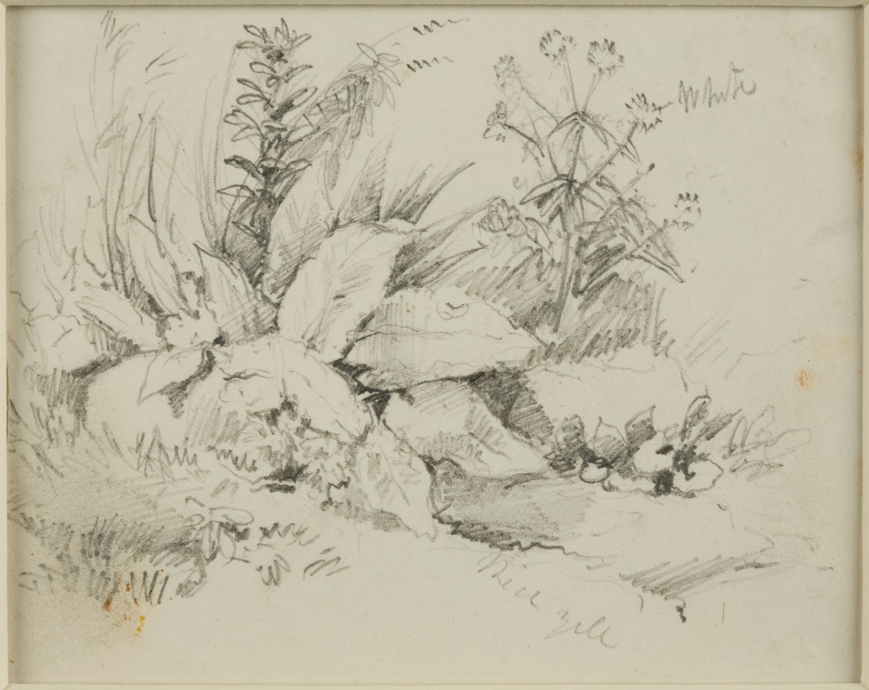 Naturstudier av John Wilson Carmichael