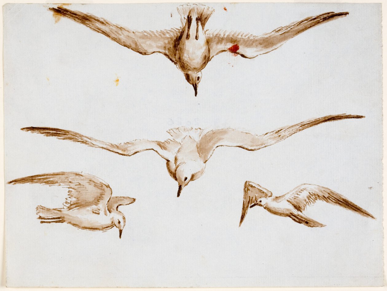 Måsar (bläck (tvätt) och penna och bläck på papper (grå)) av John Wilson Carmichael