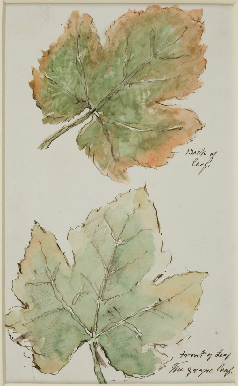 The Grape Leaf (penna och bläck och akvarell på papper) av John Wilson Carmichael