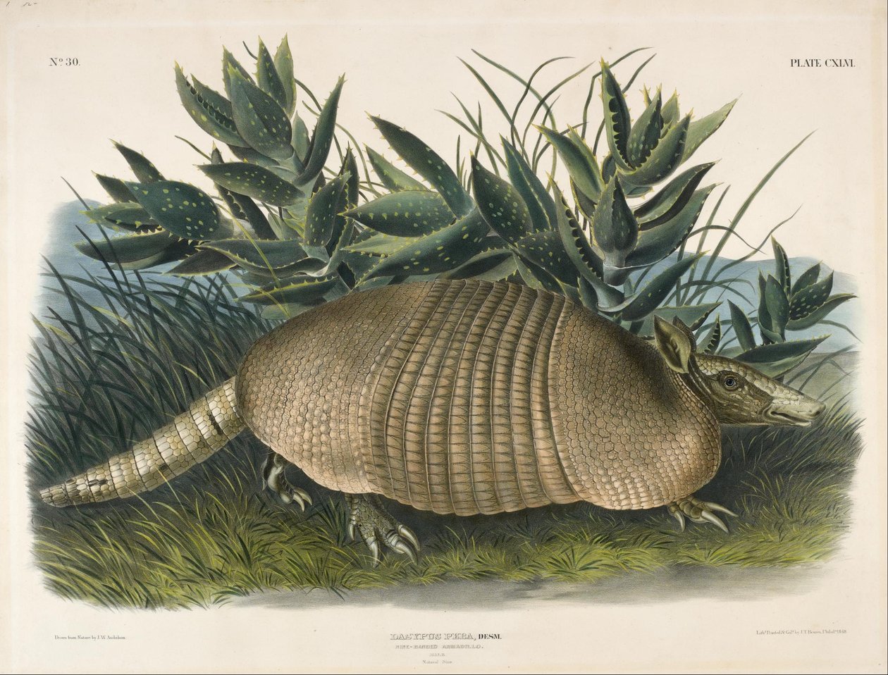Nine-Banded Armadillo (Dasypus Peba) av John Woodhouse Audubon