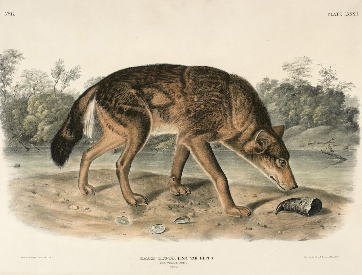 Röd Texas Wolf (Canis Lupus) av John Woodhouse Audubon