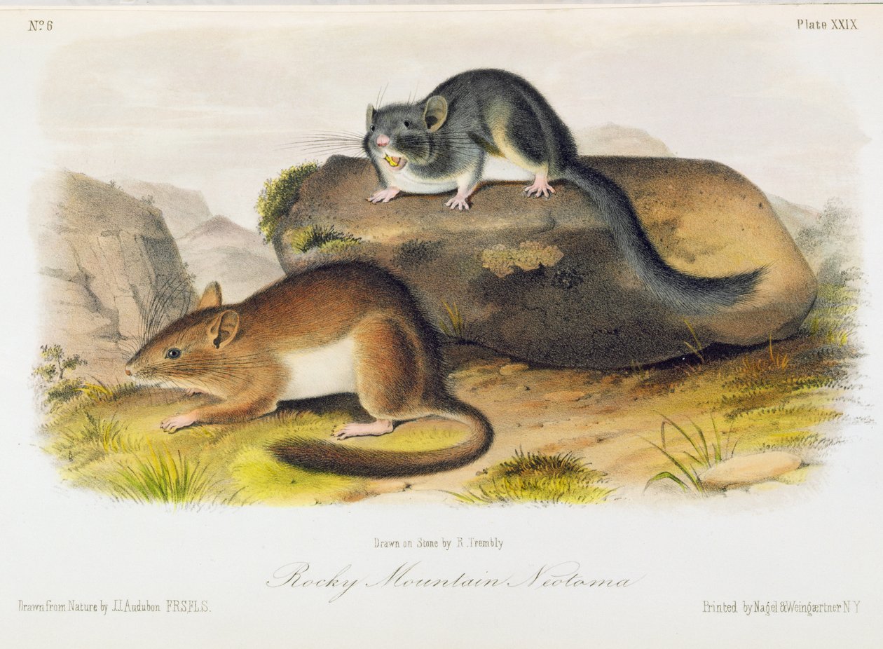 Rocky Mountain Neotoma, platta 29 från "Quadrupeds of North America", graverad av R. Trembly. av John Woodhouse Audubon
