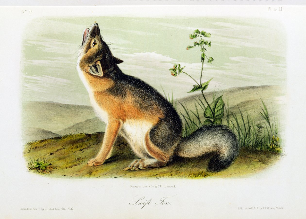 Räv, platta 52 från "Quadrupeds of North America", graverad av W.E. Hitchcock. av John Woodhouse Audubon