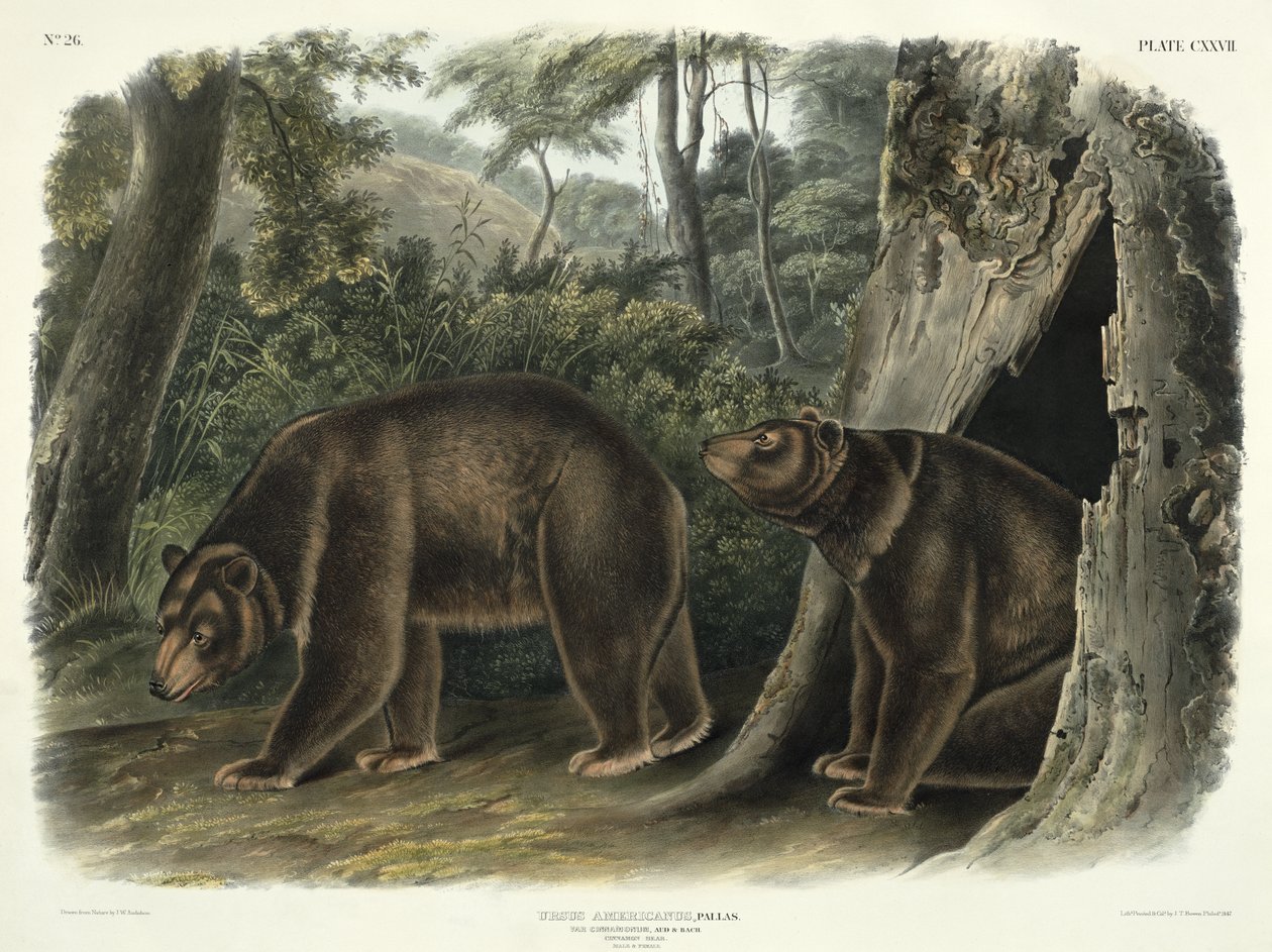 Ursus Americanus, var. Cinnamonum (Cinnamon Bear), plåt 127 från 