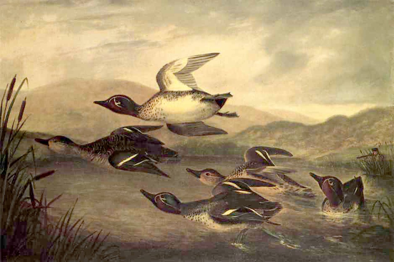 Vildänder reser sig, 1840 av John Woodhouse Audubon