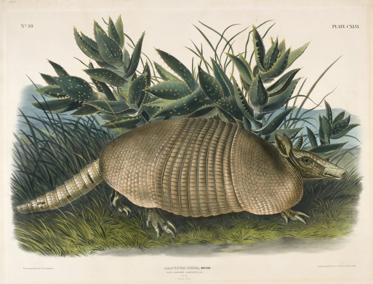 Niobandad bältdjur (Dasypus Peba), 1848 (handfärgad litografi) av John Woodhouse after Audubon