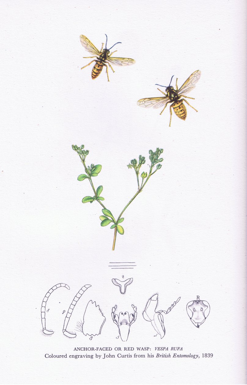 Anchor Faced or Red Wasp, Nature in Britain publicerad av Collins av John (after) Curtis