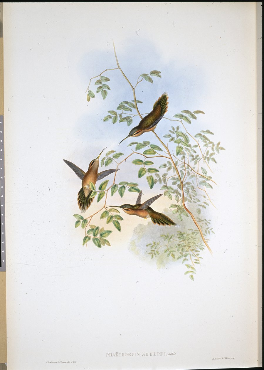 Adolfs eremit (Phaethornis Adolphi) (handfärgad litho) av John (after) Gould
